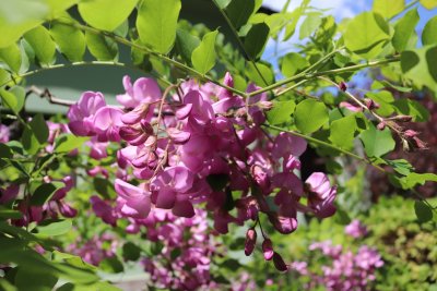 Robinia hispida var. Rosea - trnovník chloupkatý - květy